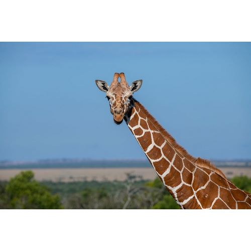 Hopkins, Cindy Miller 아티스트의 Africa-Kenya-Laikipia Plateau-Ol Pejeta Conservancy-Reticulated giraffe Endangered species작품입니다.